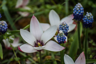Close-up of purple white flowers