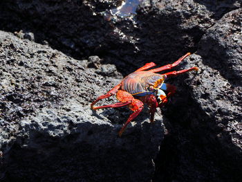 Close-up of red crab on rock