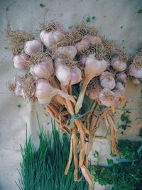 High angle view of dry plants