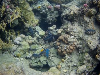 High angle view of coral in sea