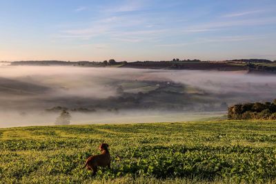 Dog on scenic field against sky during foggy weather