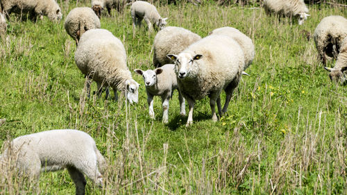 Sheep grazing in a field