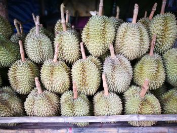 Close-up of cactus in market