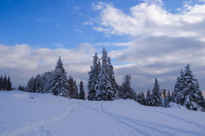 Trees on snow covered landscape against sky