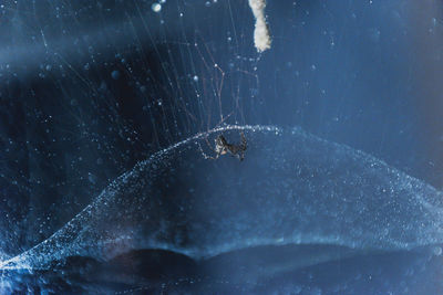 Close-up of spider on web