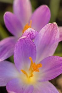 Close-up of pink crocus flower