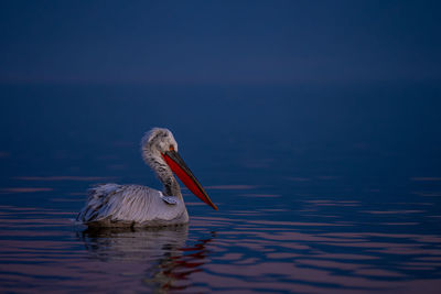 Close-up of pelican