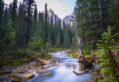 Scenic view of stream amidst trees in forest against sky