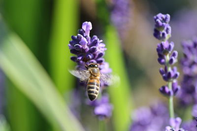 Close-up of bee on purple flower