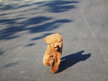 Dog running road