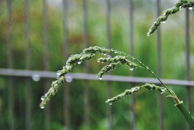 Close-up of wet plant during rainy season