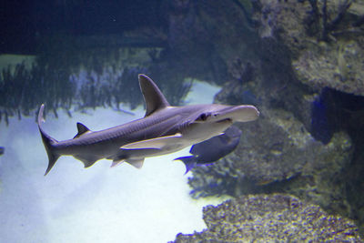 Fish swimming in aquarium