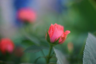 Close-up of pink rose blooming outdoors