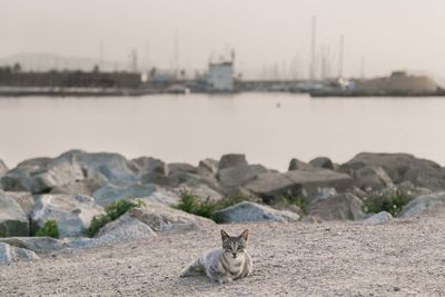 Portrait of cat sitting in a water