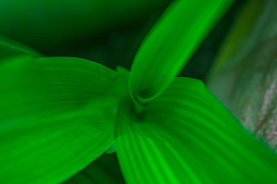 Full frame shot of green leaf