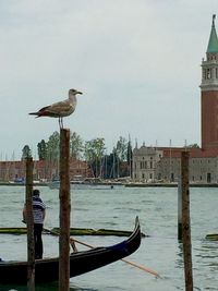 Seagull flying over river