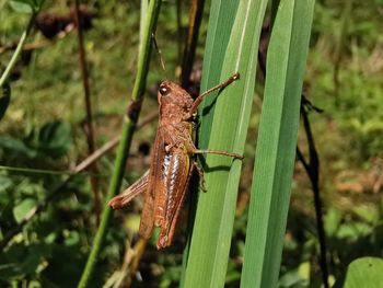 Close-up of insect on leaf