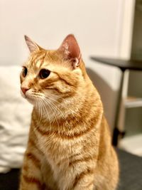 Close-up of a cat looking away at home