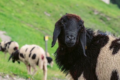 Sheep in a field