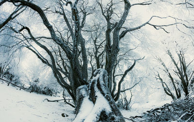 Bare trees against sky