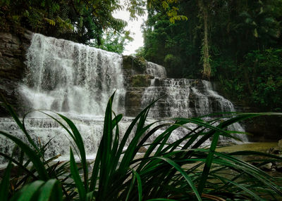 Scenic view of waterfall in forest
