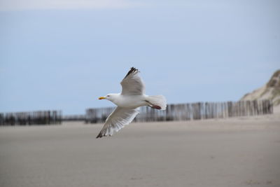 Close-up of seagull flying against clear sky