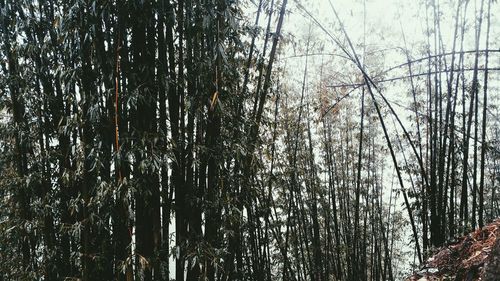 Low angle view of trees in forest