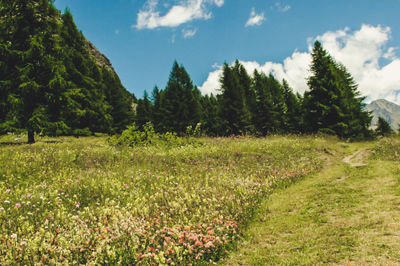 Scenic view of field against sky