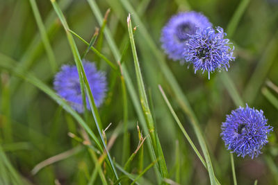 Close-up of purple flowering plant on field