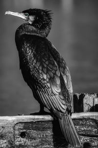 Close-up of cormorant 