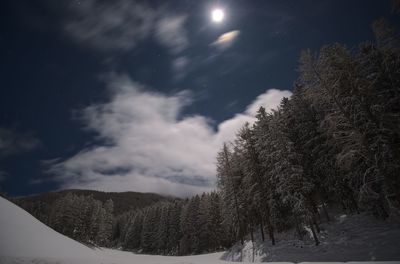 Low angle view of pine tree against sky during winter