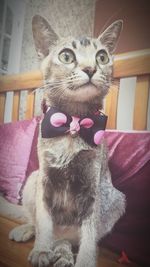 Portrait of cat at home