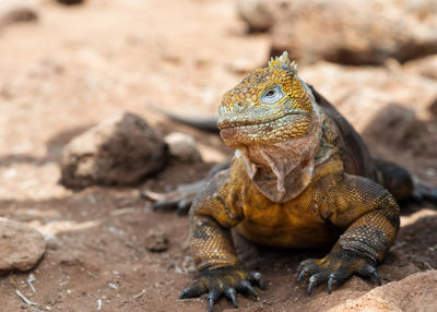 Close-up of lizard on rock