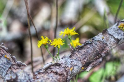 Close-up of flower on tree trunk