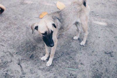 High angle view of dog standing on road