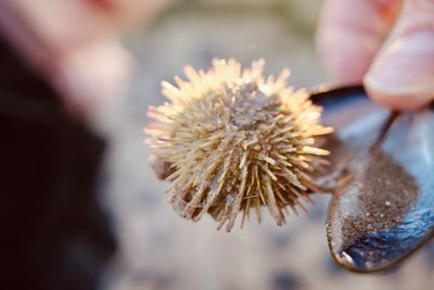 Close-up of hand holding plant
