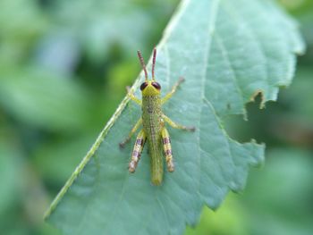 Close-up of insect on plant