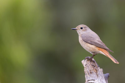 Close-up of bird perching on wood