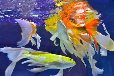 Fish swimming in sea