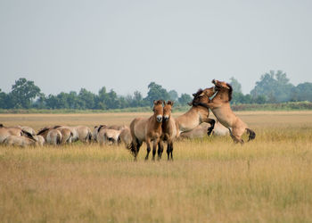 Horses on field against clear sky