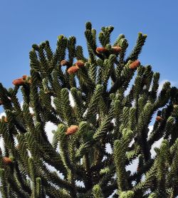 Low angle view of pine tree against blue sky
