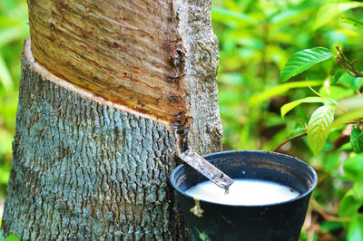 Close-up of latex collecting in bucket attached to rubber tree