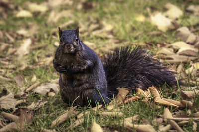 Lovely black squirrel sits on the ground among fallen leaves in the park