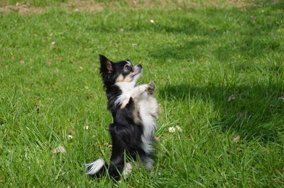 Cat sitting on grass