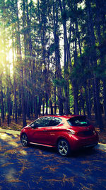 View of red trees in forest