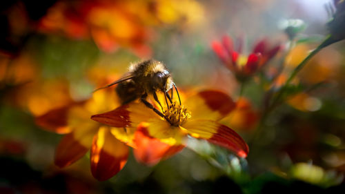 Close-up of insect on flower