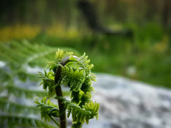 Close-up of fresh green plant