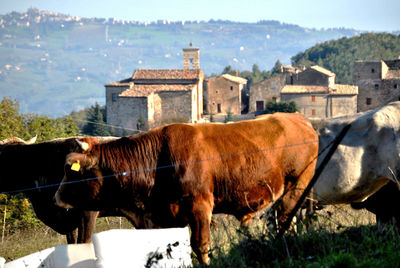 Horses standing in a field