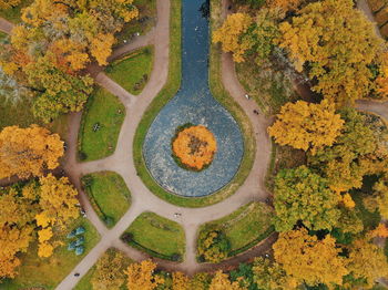 High angle view of yellow flowers growing by lake