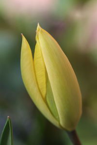 Close-up of yellow flowering plant